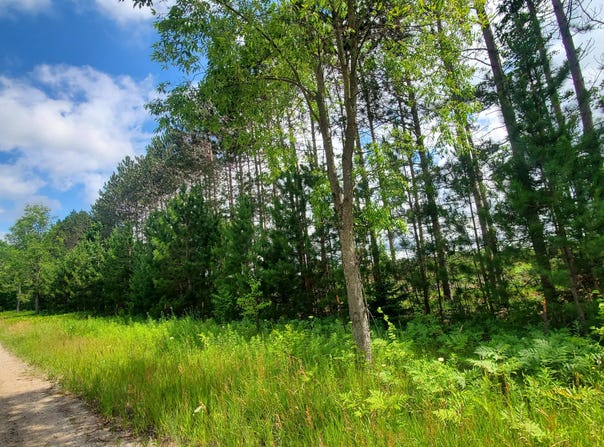 80 ACRES BEALL ROAD, BEAR LAKE, MI 49614