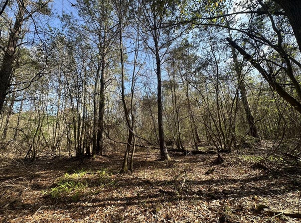 Snider Avenue lot: E, AL