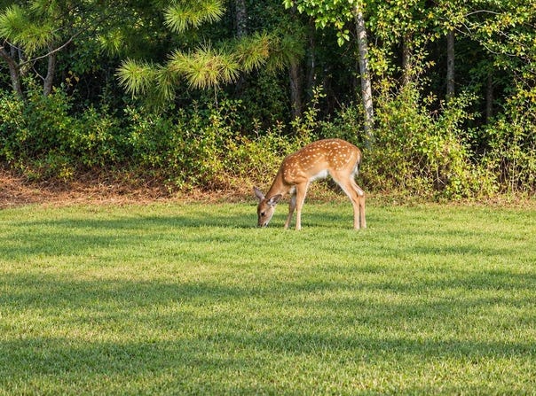 HICKS ROAD lot: 0 Hicks Rd, ONEONTA, AL 35121