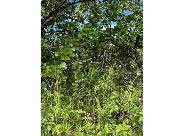 PLUMERIA RD, Pahoa, HI 96778