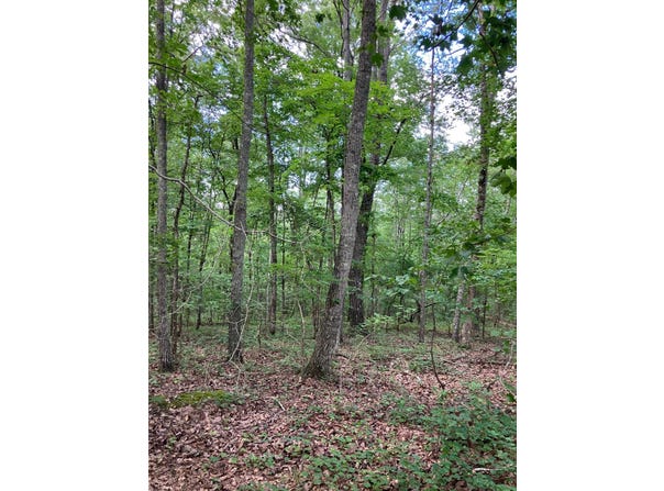 0 Co rd 10, Montevallo, AL 35115
