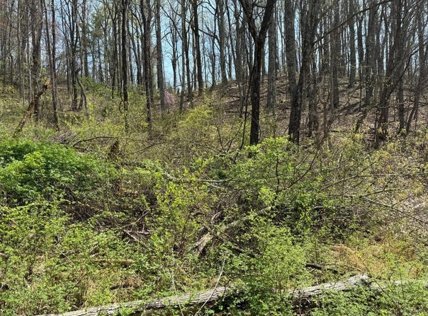 0-Lot 3&4 Murray Hollow Road, Thaxton, VA 24174
