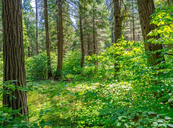 TBD Starkes Grade Road, Pollock Pines, CA 95726
