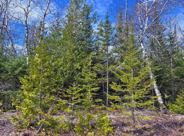 E Grand Lake Road lot: 1, Presque Isle, MI 49777