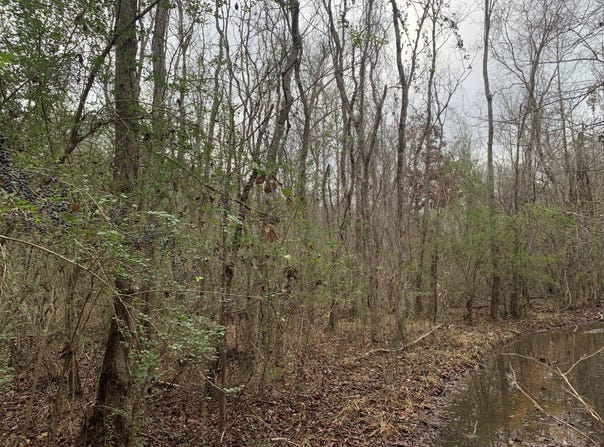 Holly Ridge Rd, Rayville, LA 71269