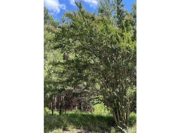 Graham Rd, Saluda, SC 29138