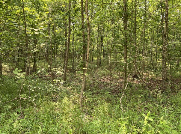 Lots 7 & 8 County Road 206, Alton, MO 65606