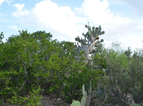 Los Centenarios lot: 92, Laredo, TX 78043