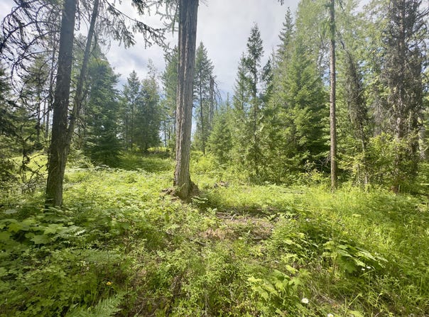 XXXX CEDAR CREEK ROAD, COLVILLE, WA 99114