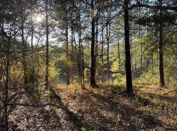Hamilton Drive, Albany, GA 31721
