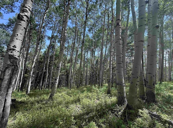 583 Crest Drive, Cimarron, CO 81220