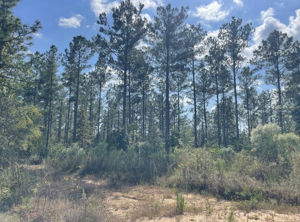 Holly Springs Rd, Foxworth, MS 39483
