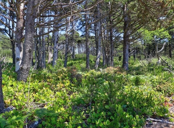 T/L 4600 NW Raspberry Lane, Seal Rock, OR 97376