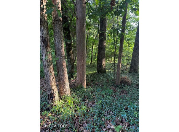 Lot 8 Catoosa Woods Drive, Lancing, TN 37770