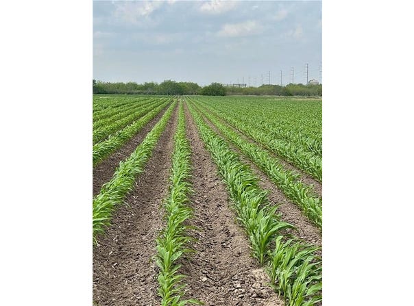 N Frontera Road N, Progreso, TX 78579