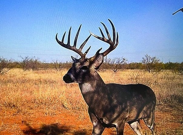 Tbd FM 1168, Paducah, TX 79248