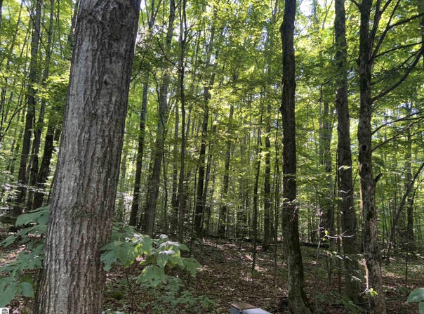 Lot 41 Heideldorf Lane, Bellaire, MI 49615