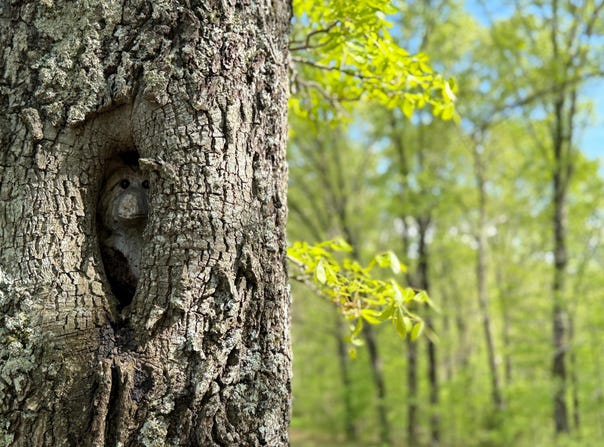 Lot 19 Mccord Bend, Galena, MO 65656