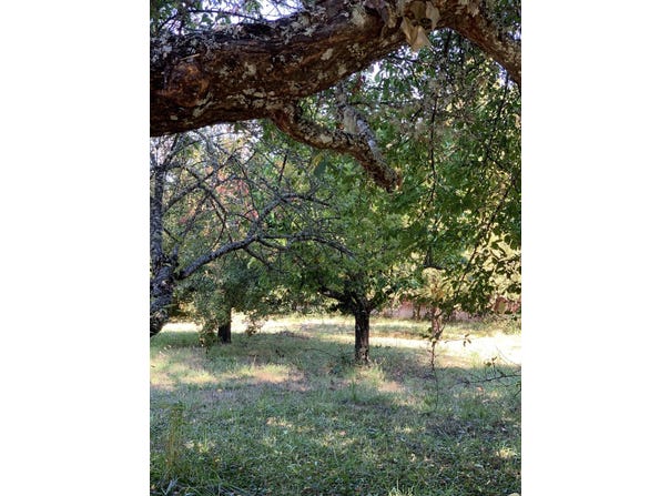 236 & 240 Orchard Way, Myers Flat, CA 95554