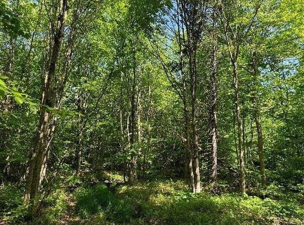1.19 Mud Brook Road, Lewis, NY 13325