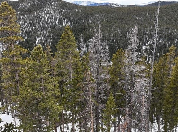 156 VISTA ROAD, Idaho Springs, CO 80452