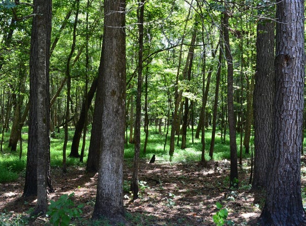 0 County Rd 22, Auburn, AL 36830