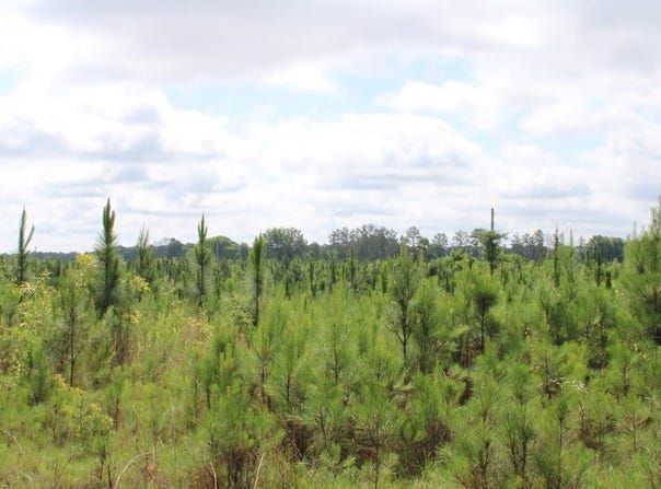 Pataula Park Road, Georgetown, GA 39854