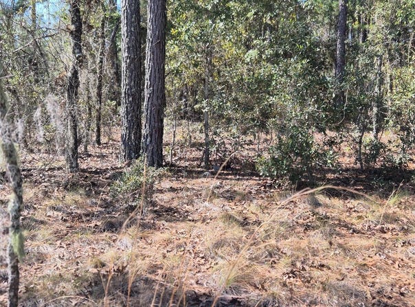 NE 137TH Avenue, WILLISTON, FL 32696