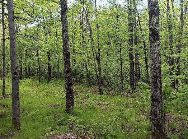 N10095 Woodland Lane, Phillips, WI 54555