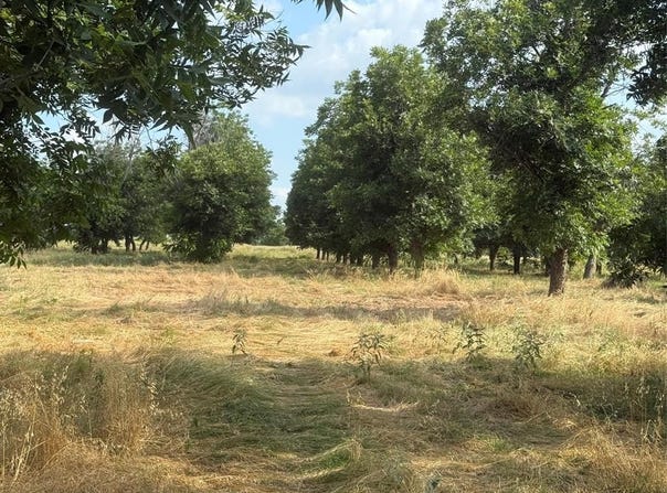 Tbd CR 416, Comanche, TX 76442