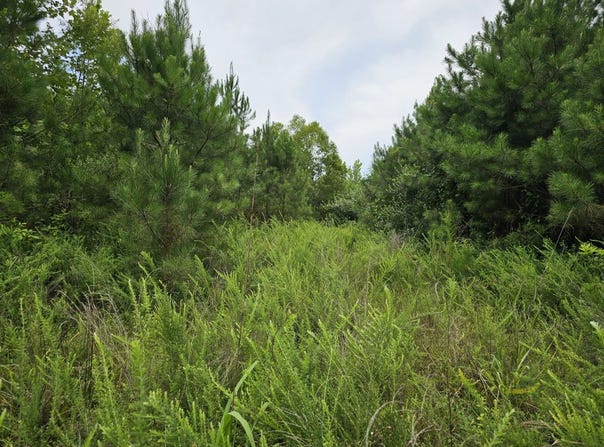 County Road 30, Tract 15, Brilliant, AL 35548