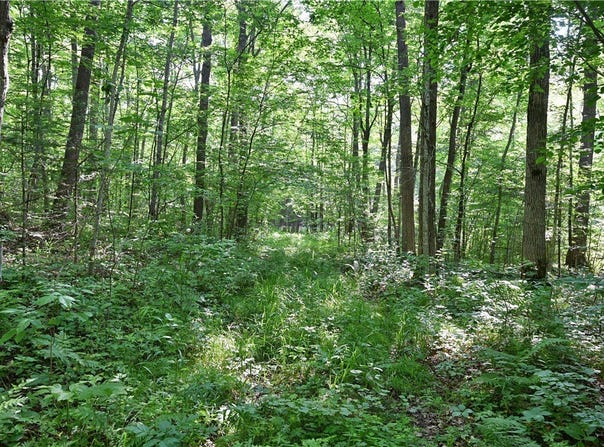 80 Acres 240th Street, Cornell, WI 54732