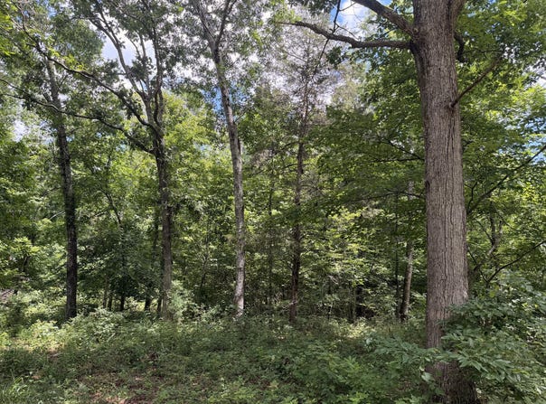 Forest Service Road, Birch Tree, MO 65438