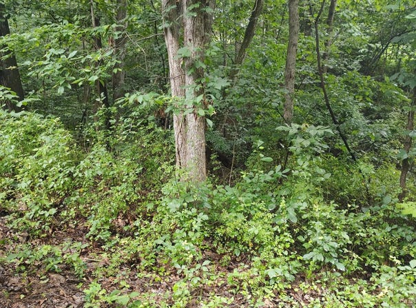 LOT 10 MAGNOLIA DRIVE, FRONT ROYAL, VA 22630