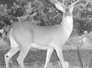 Tbd CR 382, Carlton, TX 76436