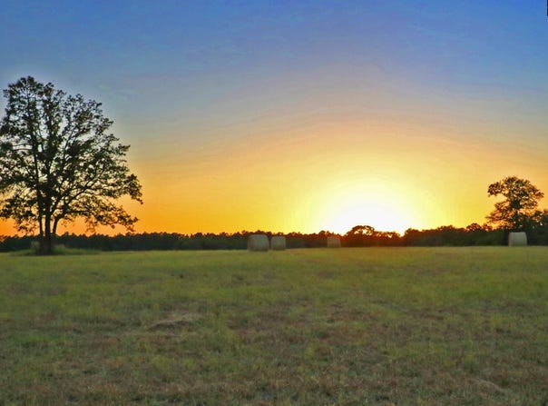 TBD Browns Pond Road, Wagener, SC 29164-0000