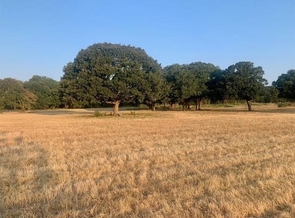 Tbd County Road 4410, Commerce, TX 75428