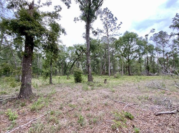 Vacant NE Bellville Road, Pinetta, FL 32350