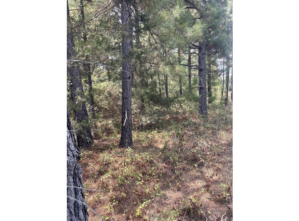 000 lot 23 Gather Griffin farm road, Quitman, AR 72131