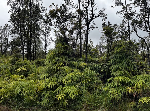 KALEPONI DR, Volcano, HI 96785