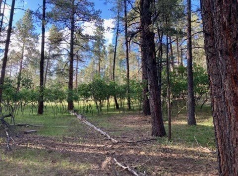 Tbd Brazos Lodge Estates, Tierra Amarilla, NM 87575