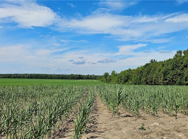 Rt-96A, Romulus, NY 14521