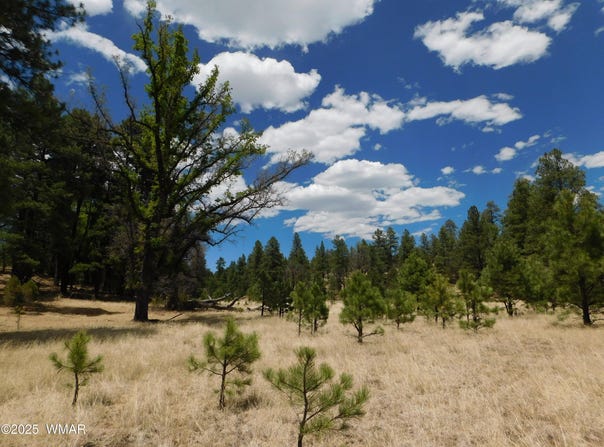 10 N2310, Alpine, AZ 85920