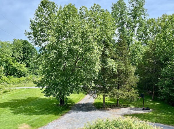 400 N FORK RIVER ROAD, SHENANDOAH, VA 22849