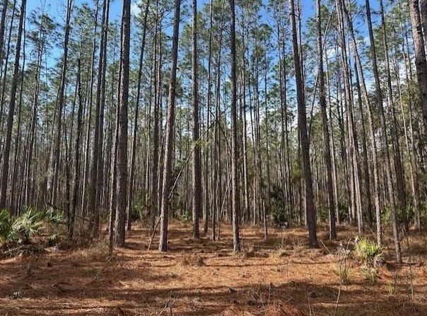US Hwy 129, Bell, FL 32619