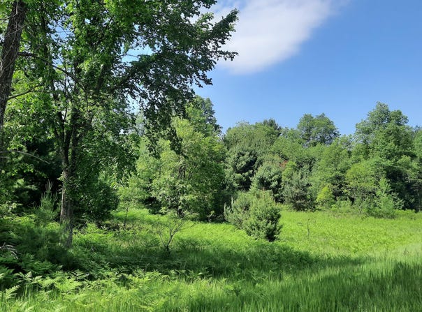 19.5 Acres 9 Mile Road, Kaleva, MI 49645