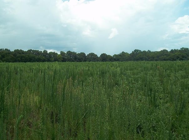 Grimsley Mill Road, Blakely, GA 39823