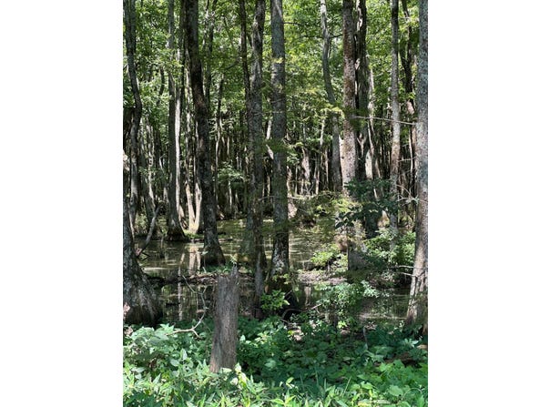 00 County Road 529, Minter City, MS 38944