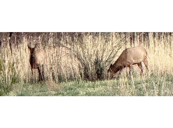 Ashurst Area, Fort Thomas, AZ 85536