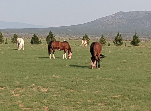 32 County Road 28, Stanley, NM 87056